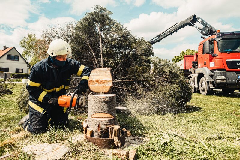 Professional arborist removing a large tree for an Auckland tree services company