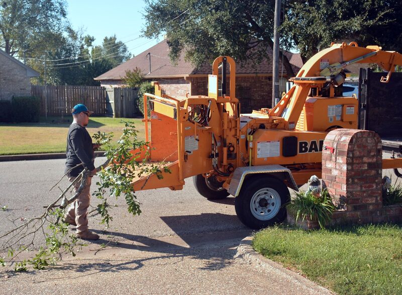 Auckland arborist crew felling a large tree in a leafy suburban section