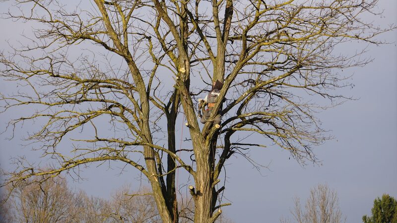 Arborist making an emergency tree cut during storm work in Auckland