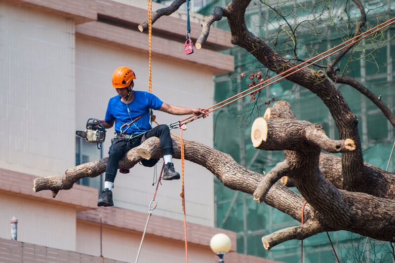 Arborist climbing high in a tree to carry out felling and removal in Auckland