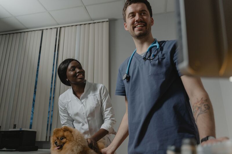 Veterinarian examining a dog at an Auckland veterinary clinic