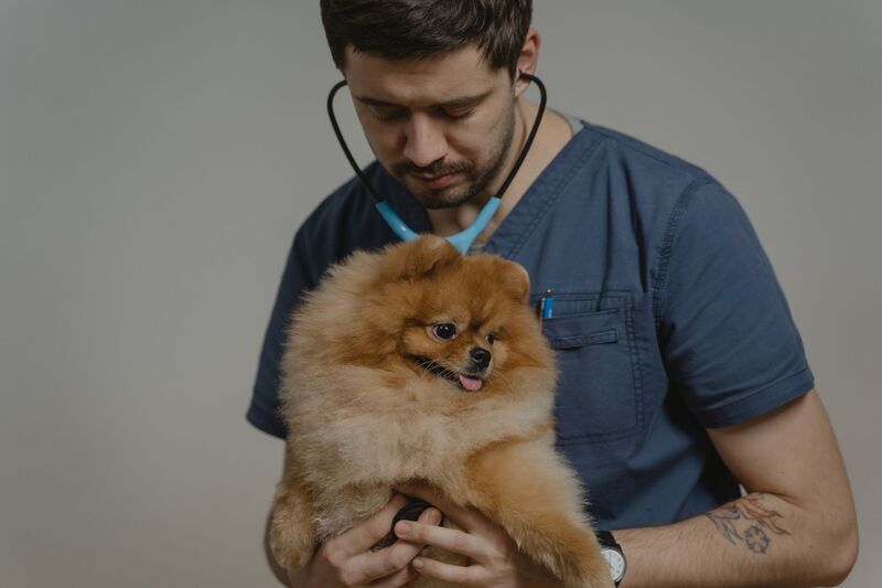 Auckland vet caring for a pet during a clinic consultation