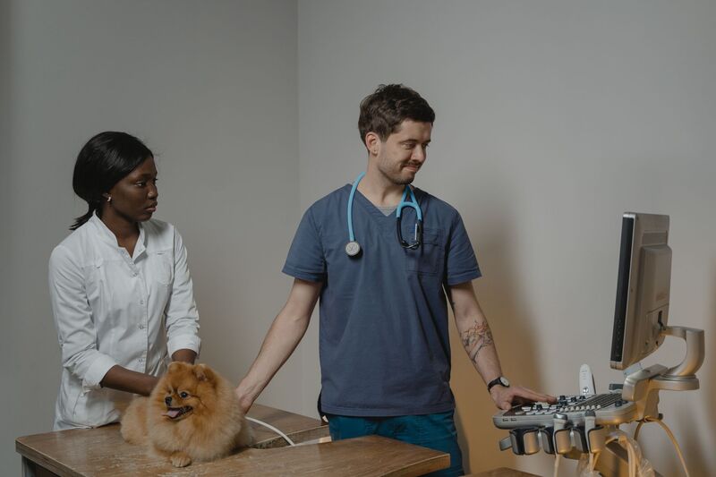 Auckland vet with a dog reviewing pet care options
