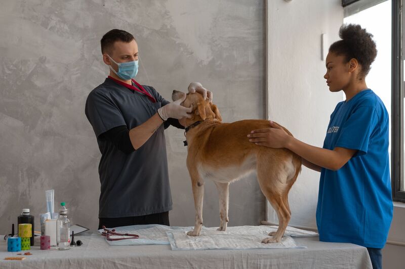 Veterinary team caring for a dog at an Auckland clinic